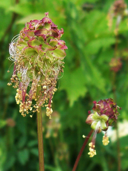 Salad Burnet